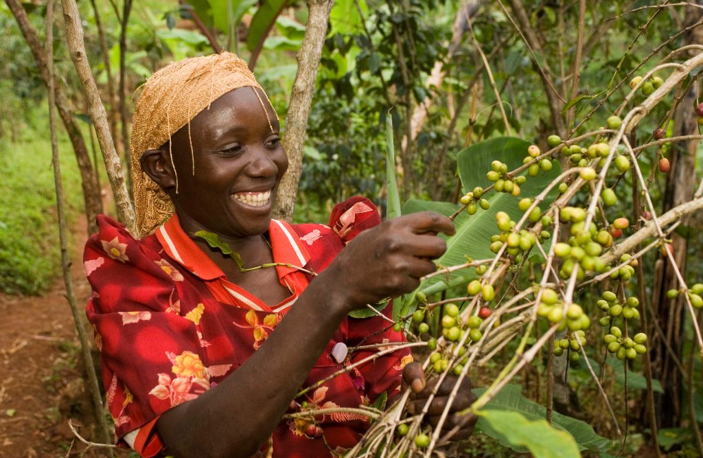 New Coffee Beans from Congo for a Limited Time!